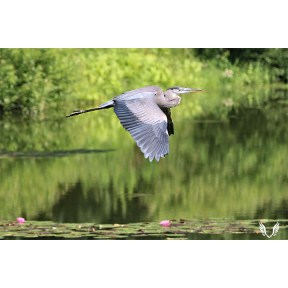 A great blue Heron flying above water with a greenery behind it